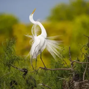 Great Egret Adult Print (Texas)