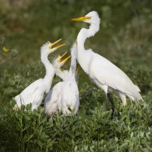 Great Egret (Ardea alba) feeding young