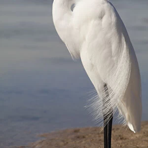 Great Egret (Ardea alba) on Tigertail Beach lagoon, Marco Island, Florida