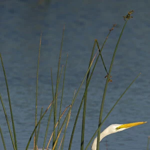 Great egret hunting for its food inside the bulrush, Ardea alba, Viera Wetlands Florida