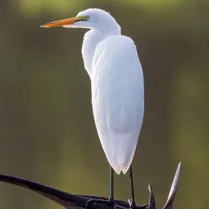 Great egret perched on old stump in wetland, Marion County, Illinois Great egret perched on old stump in wetland, Marion County, Illinois