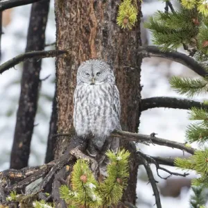 Great Gray Owl (Strix nebulosa) in snowstorm, Yellowstone National Park, WY