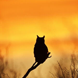 Great Horned Owl (Bubo virginianus) perched at sunset