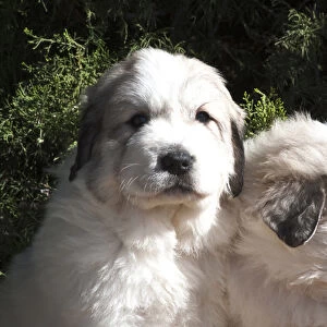 Two Great Pyrenees puppies sitting together in front of a Juniper tree