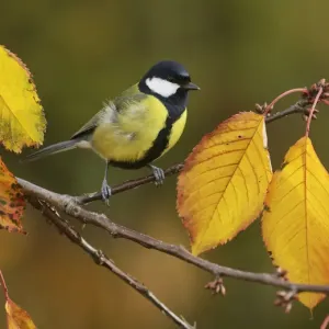 Great Tit (Parus major), adult perched on autumn branch of Cherry tree (Prunus sp