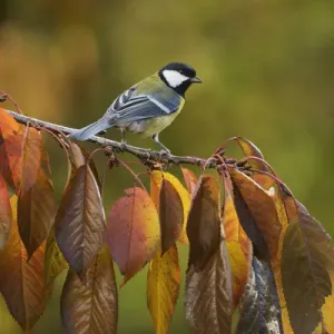 Great Tit (Parus major), adult perched on autumn branch of Cherry tree (Prunus sp
