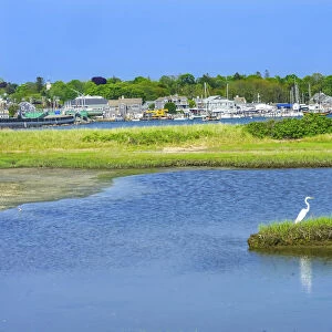 Great white egret marsh, Padanaram Village, Harbor Bridge, Buzzards Bay, Massachusetts, USA