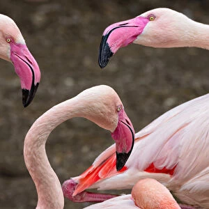 Greater flamingos (captive). Cincinnati Zoo, Ohio