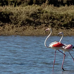 Greater flamingos feed in salt pans in Tavira, Portugal