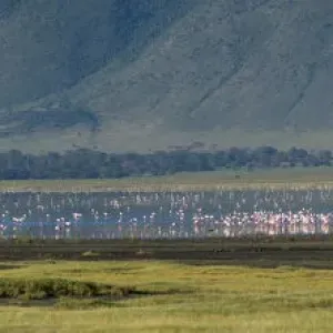 Greater flamingos (Phoenicopterus roseus), Ngorongoro crater