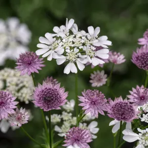 Greater Masterwort