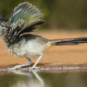 Greater Roadrunner (Geococcyx calfornianus)