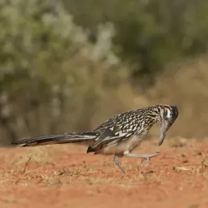 Greater Roadrunner (Geococcyx californianus), adult preening, Rio Grande Valley, South Texas