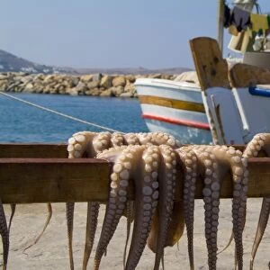 Greece, Cyclades, Paros Island, Naoussa. Fresh octopus dries on a beach