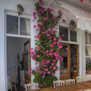 Greece, Mykonos, Hora, Restaurant with outside seating and lovely Pink Geranium growing