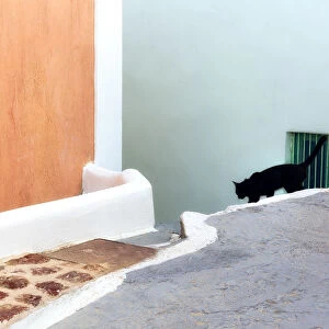 Greece, Santorini. Black cat descending stairway