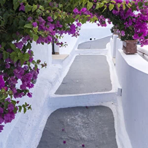 Greece, Santorini. Bougainvillea draping over an alleyway in the town of Firostefani