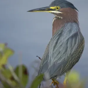 Green-backed heron among red mangroves, Butorides virescens, Merritt Island NWR, Florida