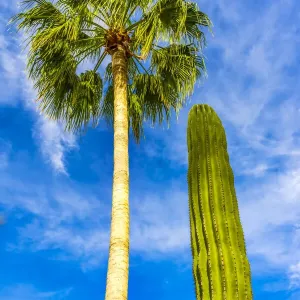 Green cardon cactus, Sonoran Desert shrubland in Cabo San Lucas, Mexico