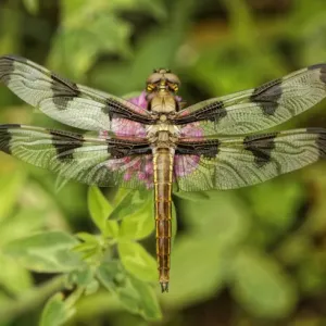 Green-Eyed Skimmer dragonfly, or Emerald, resting on clover flower, Kentucky