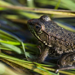 A green frog, rana clamitans melanota, in the grass next to the Mattawamkeag River in Wytipitlock