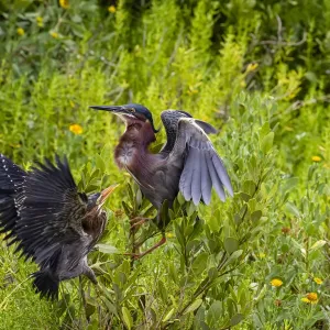 Green Heron (Butorides virescens) feeding time Green Heron (Butorides virescens) feeding time
