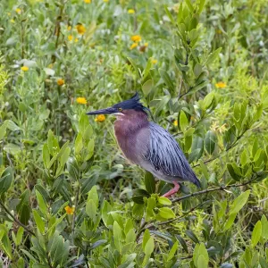 Green Heron (Butorides virescens) standing in shrubs Green Heron (Butorides virescens) standing in shrubs