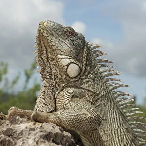 Green Iguana (Iguana iguana) Slagbaai National Park BONAIRE, Netherlands Antilles