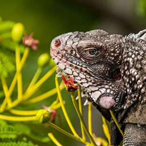 Green iguana (Iguana iguana), St. Thomas, US Virgin Islands
