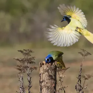Green Jay (Cyanocorax yncas) adult
