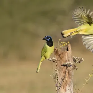 Green Jay (Cyanocorax yncas) adults