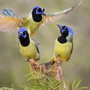 Green Jay (Cyanocorax yncas) adults fighting for a perch