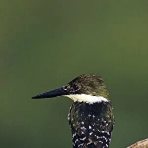 Green Kingfisher, Chloroceryle americana, female, The Inn at Chachalaca Bend, Cameron County
