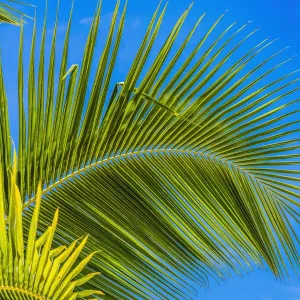 Green palm fronds, Moorea, Tahiti, French Polynesia