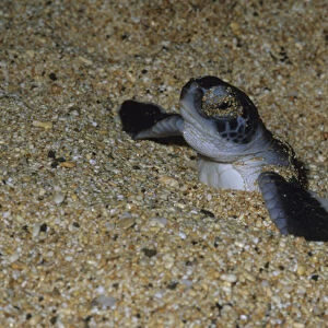 Green Sea Turtle, (Chelonia mydas), hatchling, Ascension Island, South Atlantic Ocean