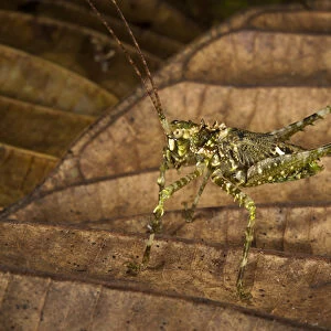 Green Spiny Katydid (Tettigoniidae), Yasuni National Park, Amazon Rainforest, ECUADOR