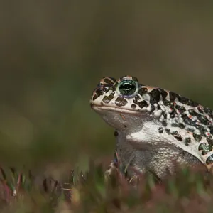 Green Toad, Bufo viridis, adult, National Park Lake Neusiedl, Burgenland, Austria