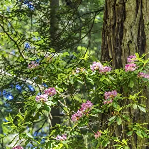 Green towering trees, pink rhododendron, Lady Bird Johnson Grove, Redwoods National Park