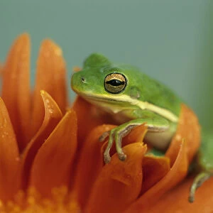 Green Tree Frog on Flower in garden. Credit as: Nancy Rotenberg / Jaynes Gallery / DanitaDelimont