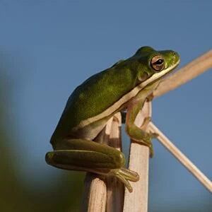 Green Tree Frog (Hyla cinerea) Little St Simons Island, Barrier Islands, Georgia, USA
