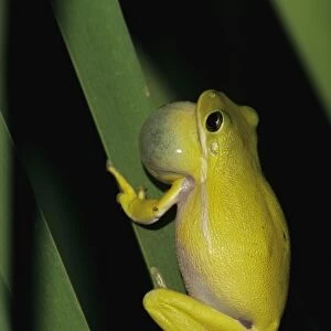 Green Treefrog, Hyla cinerea, male calling at night, Welder Wildlife Refuge, Sinton