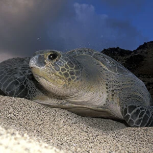 Green Turtle (Chelonia mydas) nesting female on beach, Ascension Island, South Atlantic