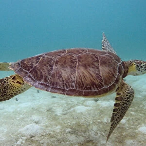 Green Turtle (Chelonia mydas) Sian Ka an Biosphere Reserve Quintana Roo
