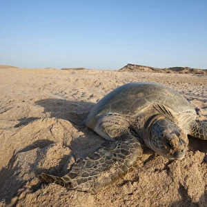 Green turtle, Ras Al Jinz, Oman