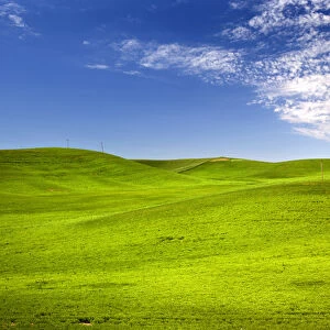 Green Wheat Grass Fields Blue Skies Palouse Washington State Pacific Northwest