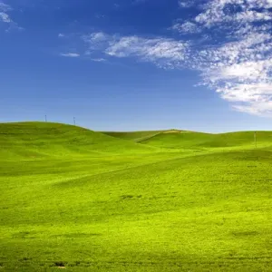 Green Wheat Grass Fields Print - Palouse, Washington State Green Wheat Grass Fields Print - Palouse, Washington State