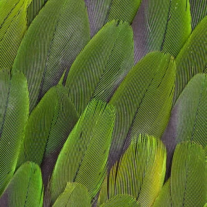 Green wing feathers of a Parrot