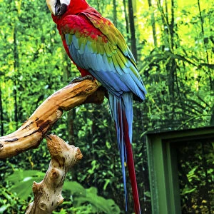 green Wing Macaw Originally from South America