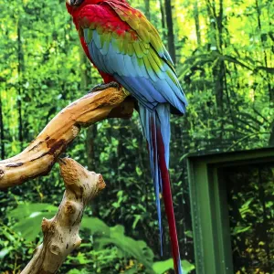 Green Wing Macaw Print - South American Bird Green Wing Macaw Print - South American Bird
