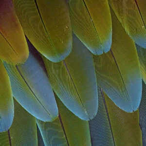 Green-winged Macaw wing feathers